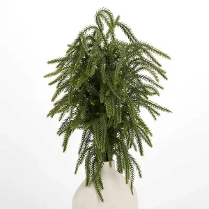 Norfolk Pine Christmas Bundle